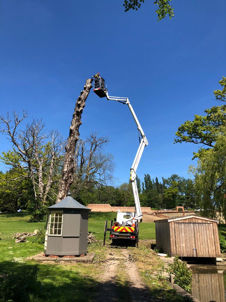 Tree Felling & Removal - Greenwells Tree Surgeons | Oxted - Westerham